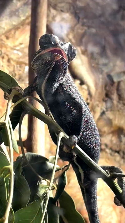 strawberryshanz strawberryshanz archive video