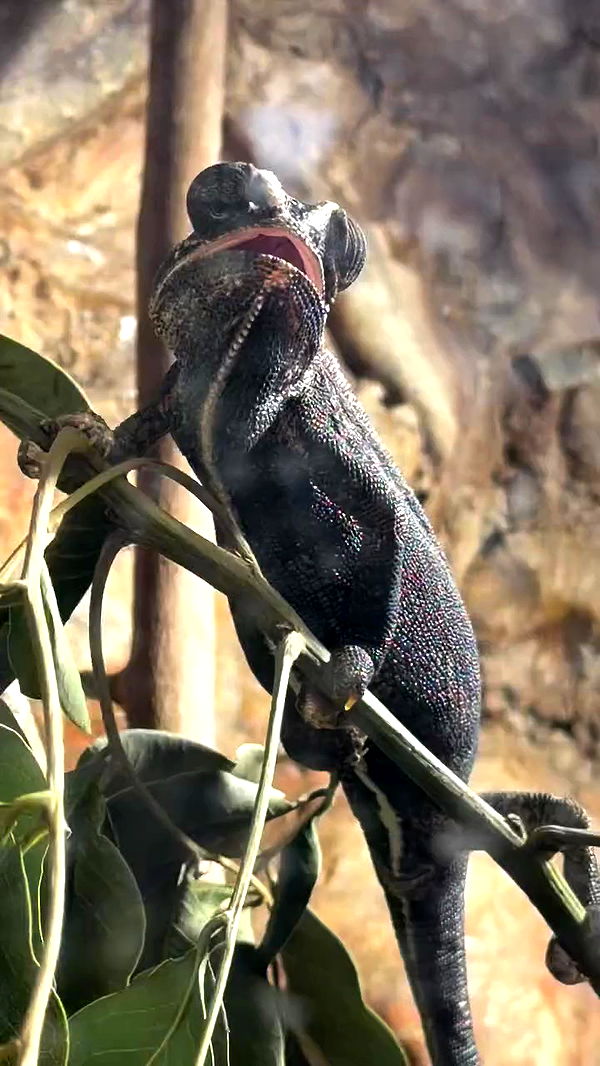 strawberryshanz archive video preview