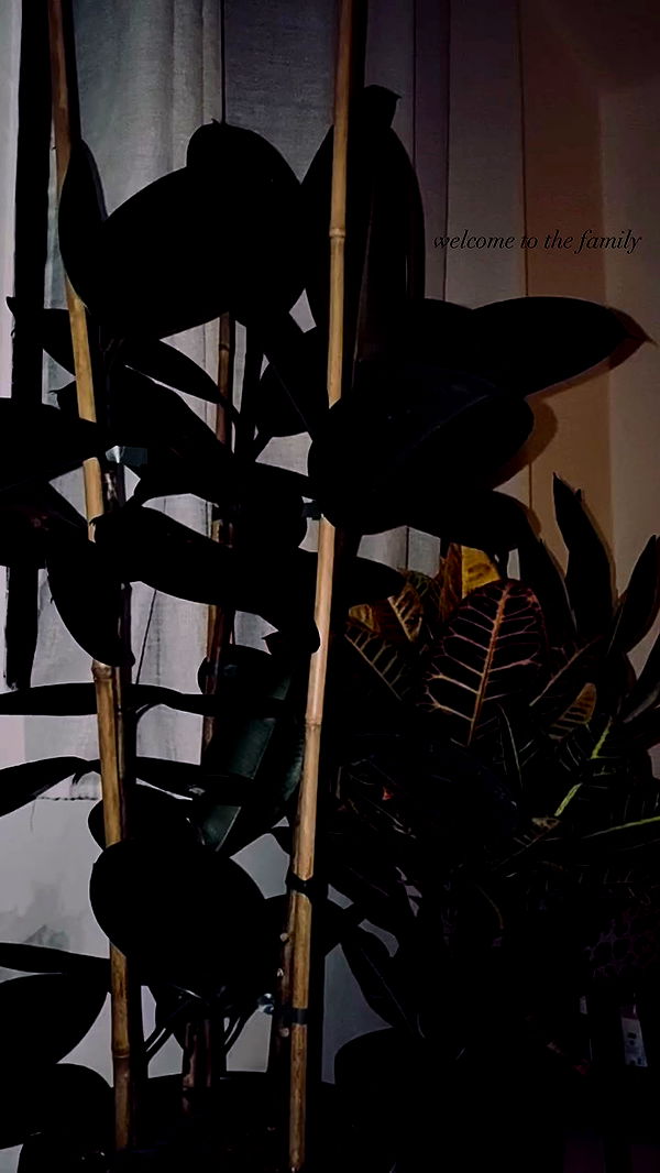 romy_ayalla_lavi archive video preview