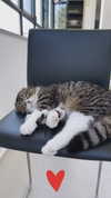 sonia_litvanchuk Altpins Profile Picture