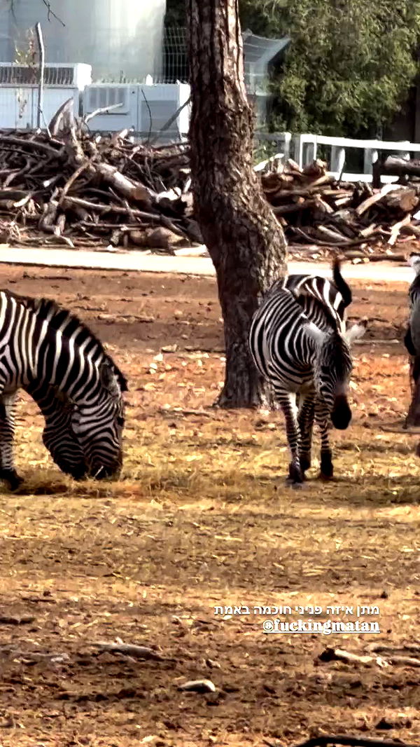 strawberryshans archive video preview