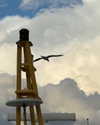 rouxroux.tv Altpins Profile Picture