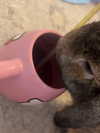 danielle.mercedie Altpins Profile Picture