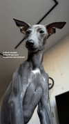 belok_bero Altpins Profile Picture