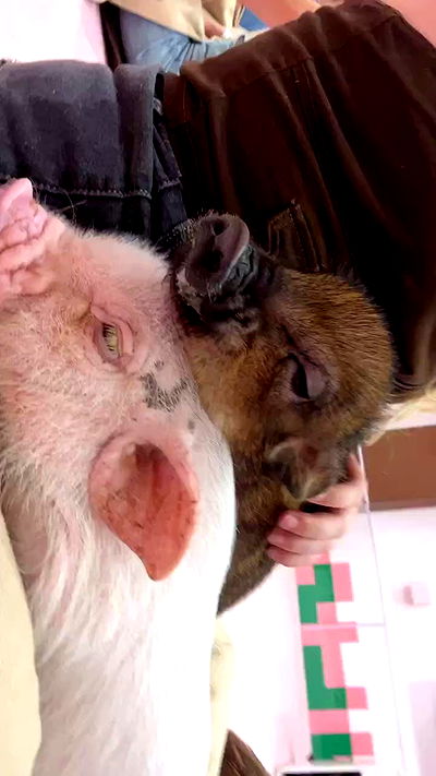 ormosheee ormosheee archive video