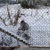 jahia_brown Altpins Profile Picture