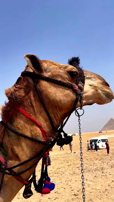 taylor.creeden taylor.creeden archive video