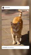 laluzone Altpins Profile Picture