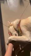 galibilaus Altpins Profile Picture