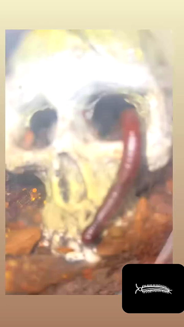 butter.on.a.poptart69 archive video preview