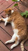 roni_ackerman Altpins Profile Picture