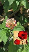 avital_1010.2003 Altpins Profile Picture