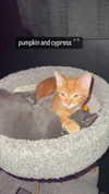 sweetmuffinnss Altpins Profile Picture