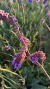 miikheeva_stasiiya Altpins Profile Picture
