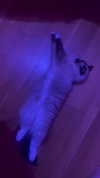 leni.bahr Altpins Profile Picture