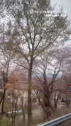 biton__adi Altpins Profile Picture