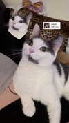livindeadyaz Altpins Profile Picture