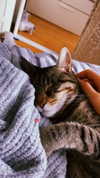 lilih Altpins Profile Picture