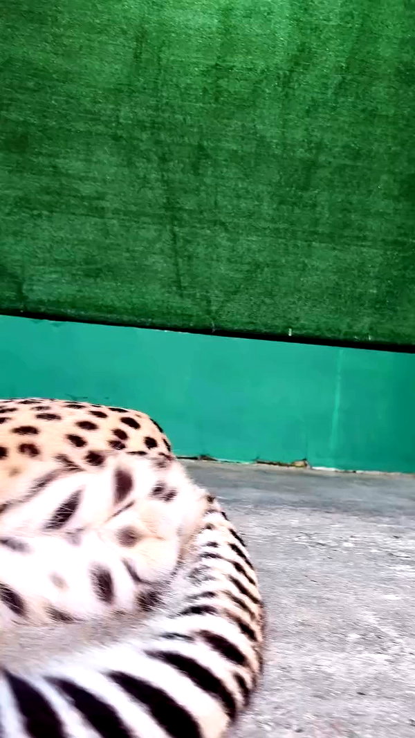 shaylee_vazana archive video preview