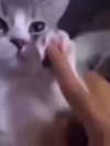 catl0verr69 Altpins Profile Picture