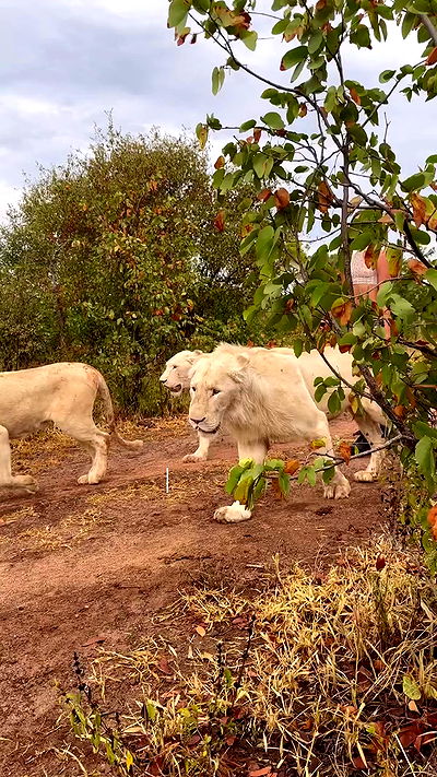 taylor.creeden taylor.creeden archive video