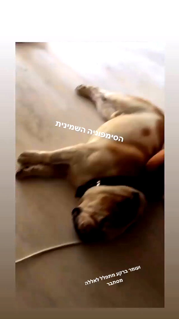 elaysolomon archive video preview