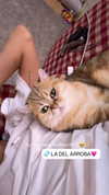 domelipa Altpins Profile Picture