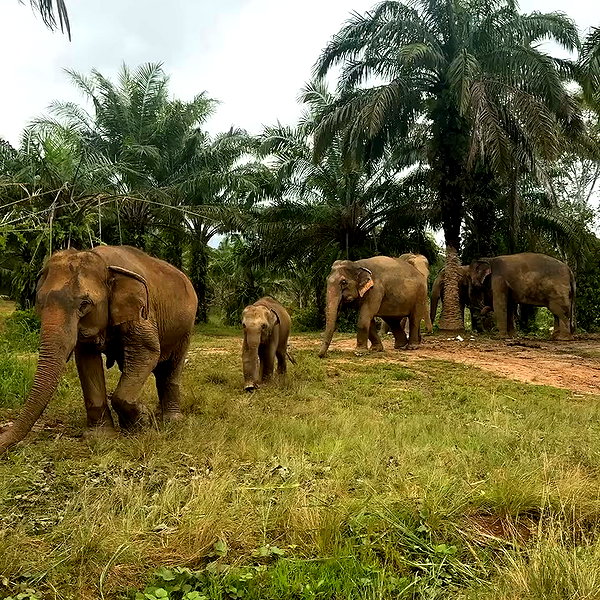 edenleiv archive video preview