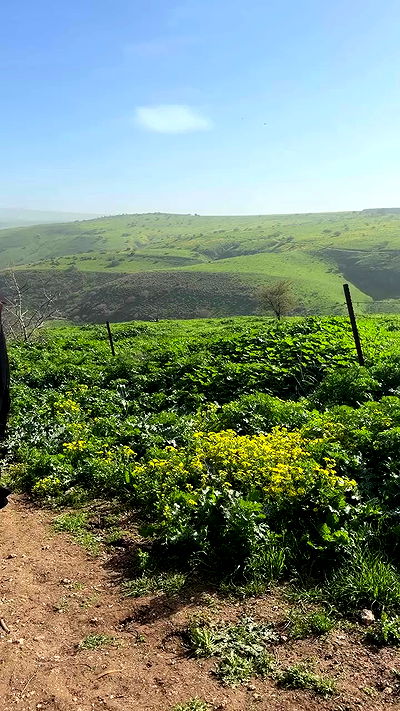 strawberryshanz strawberryshanz archive video