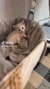 babynympho_archive Altpins Profile Picture