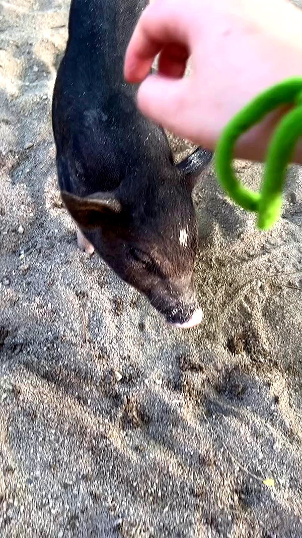 ormosheee archive video preview
