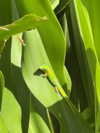 rouxroux.tv Altpins Profile Picture