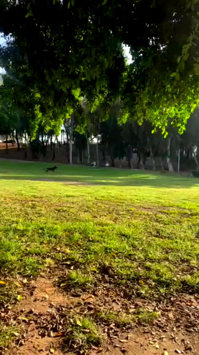 romy_ayalla_lavi romy_ayalla_lavi archive video