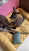 liza_kremer Altpins Profile Picture