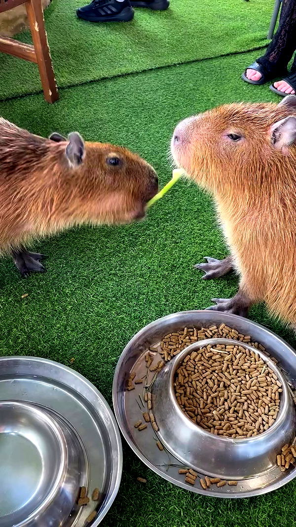 yam_adler archive video preview