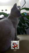 starzd3ad Altpins Profile Picture