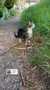 jahia_brown Altpins Profile Picture