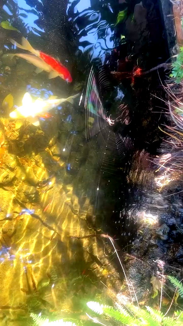 0merika_ archive video preview