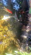 0merika_ Altpins Profile Picture
