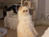 caradelevingne Altpins Profile Picture
