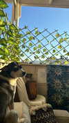 yaarat11 Altpins Profile Picture