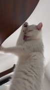 rachelchaleff Altpins Profile Picture
