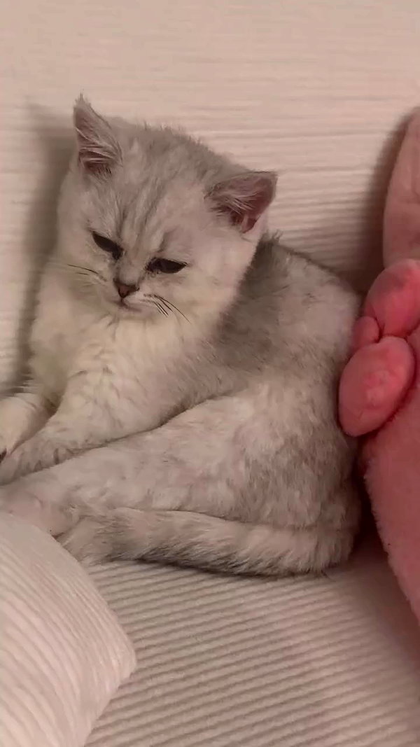 svgarbvnnies archive video preview