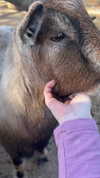 feelbetterinmysweater Altpins Profile Picture