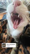 jahia_brown Altpins Profile Picture