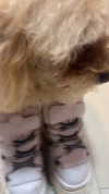 violetpau_ Altpins Profile Picture