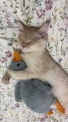 b.zohar Altpins Profile Picture