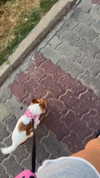 daria.lesin Altpins Profile Picture