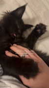 leni.bahr Altpins Profile Picture