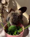 danielle.mercedie Altpins Profile Picture